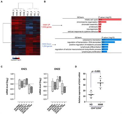 EZH1/2 dual inhibitors suppress HTLV-1-infected cell proliferation and hyperimmune response in HTLV-1-associated myelopathy